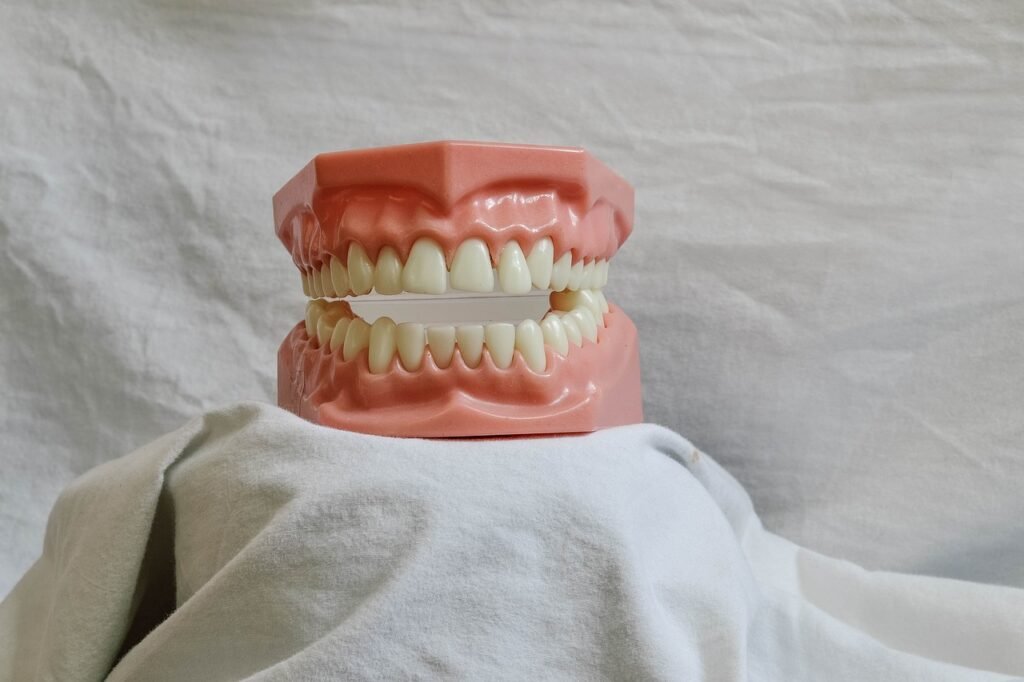 teeth, dental, dental model, mouth, model, dental training tool, dentist, bite, dentistry, molar, dental, dental, dental, dental, dental, dentist, dentist, dentistry, dentistry